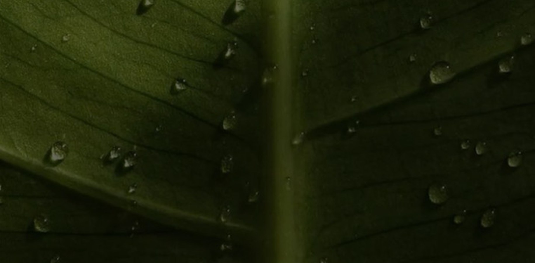Folha verde com gotas de orvalho